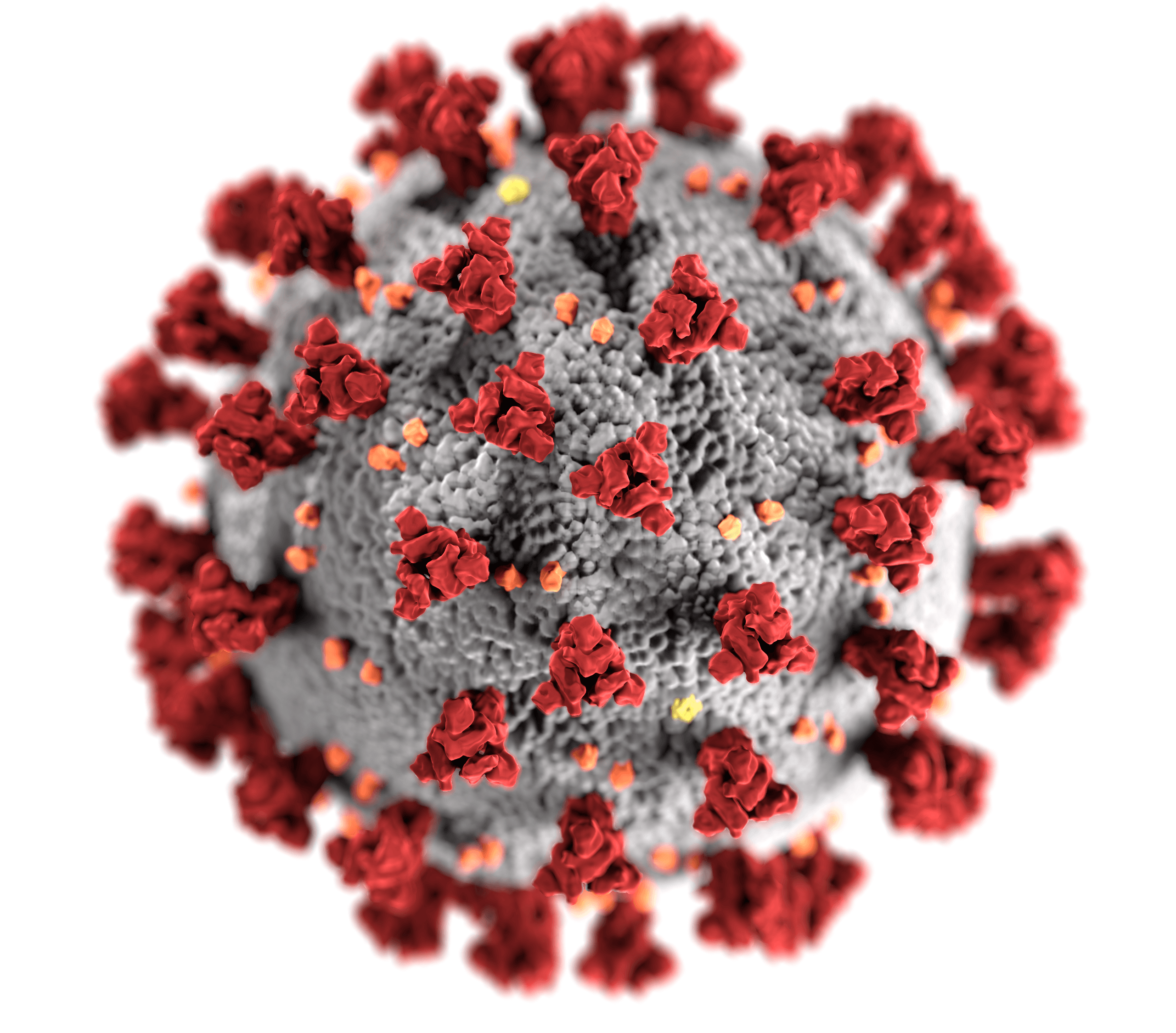 ultrastructural morphology exhibited by coronaviruses