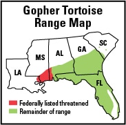 gopher tortoise