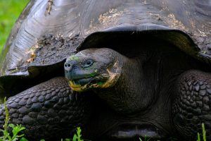 gopher tortoise