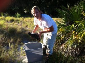 gopher tortoise relocation