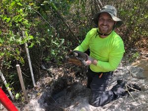 gopher tortoise relocation