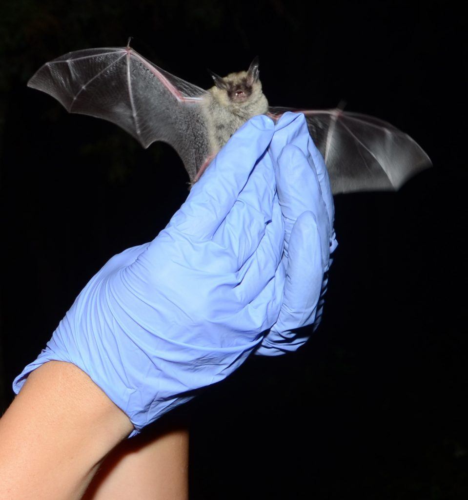 Northern longeared bats, Indiana bats, and Gray bats Threatened and