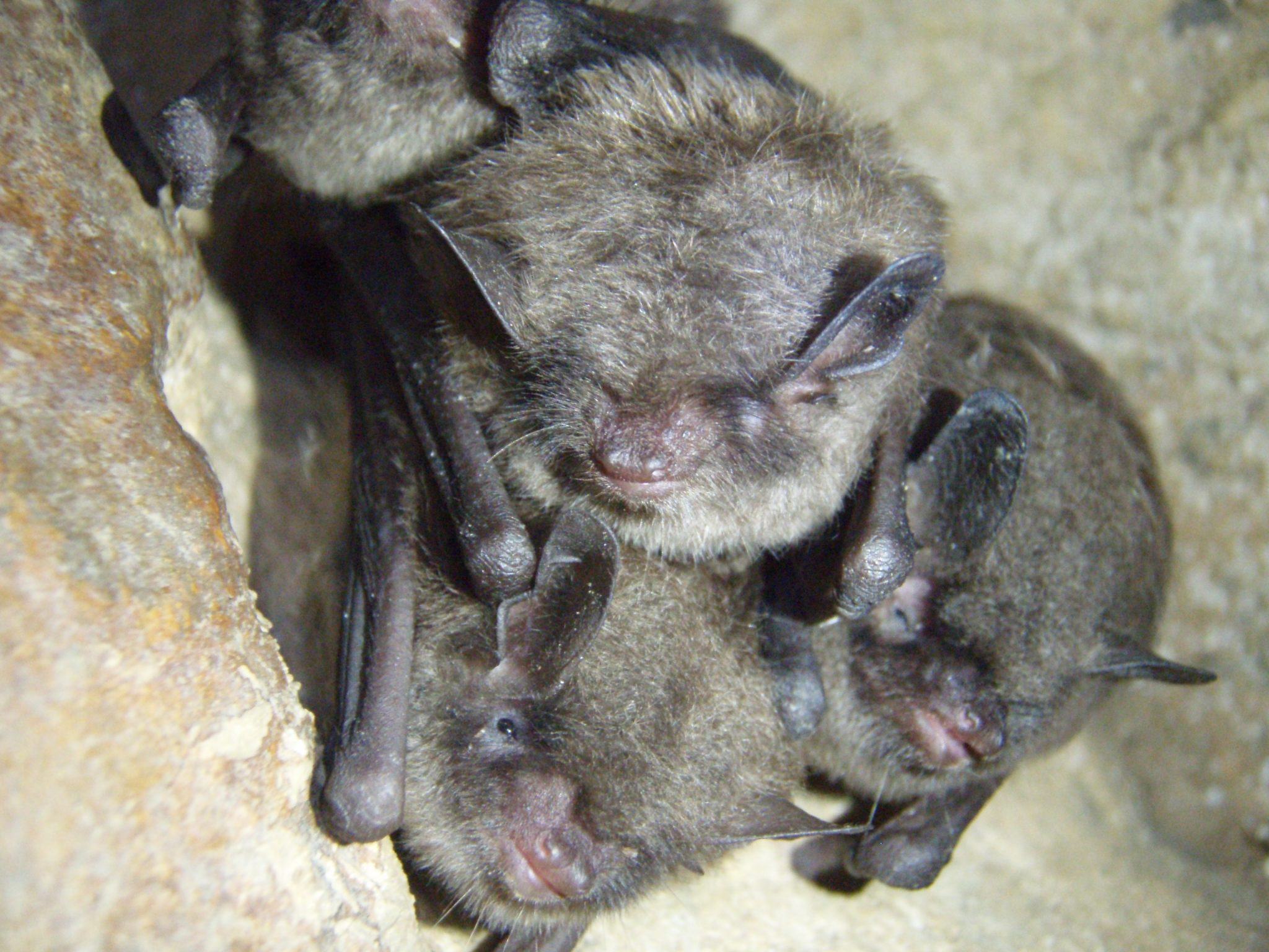 Northern longeared bats, Indiana bats, and Gray bats Threatened and Endangered (T&E) Species