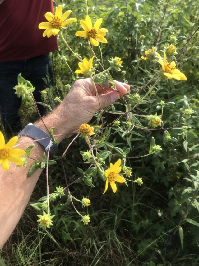 Threatened species survey of sunflower for natural resources service