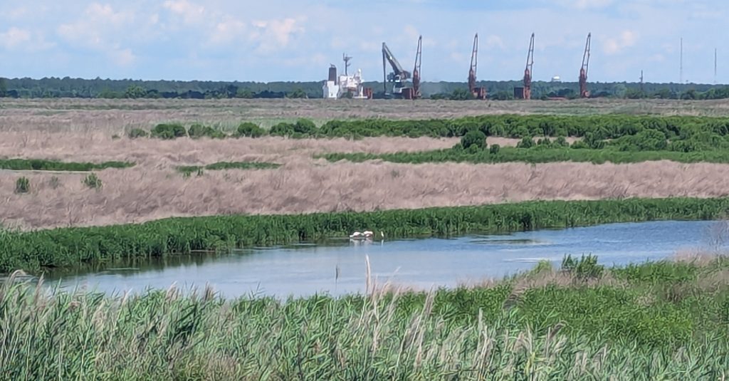 Dredged Material on Clouter Creek Placement Area
