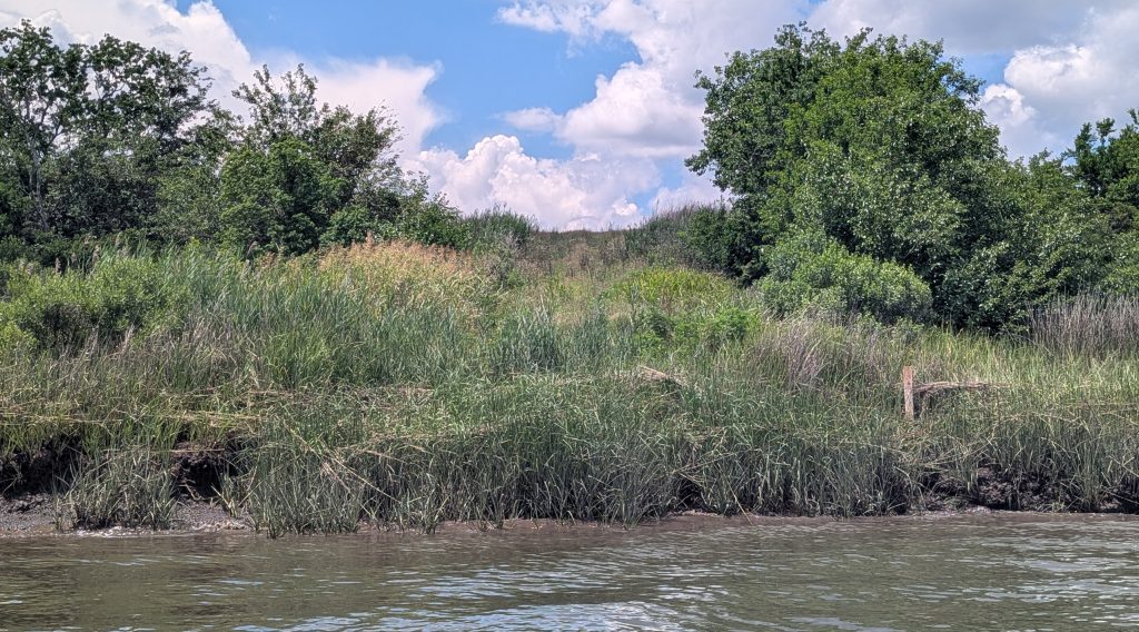 Dredged Material Dike of Clouter Creek on Charleston Harbor